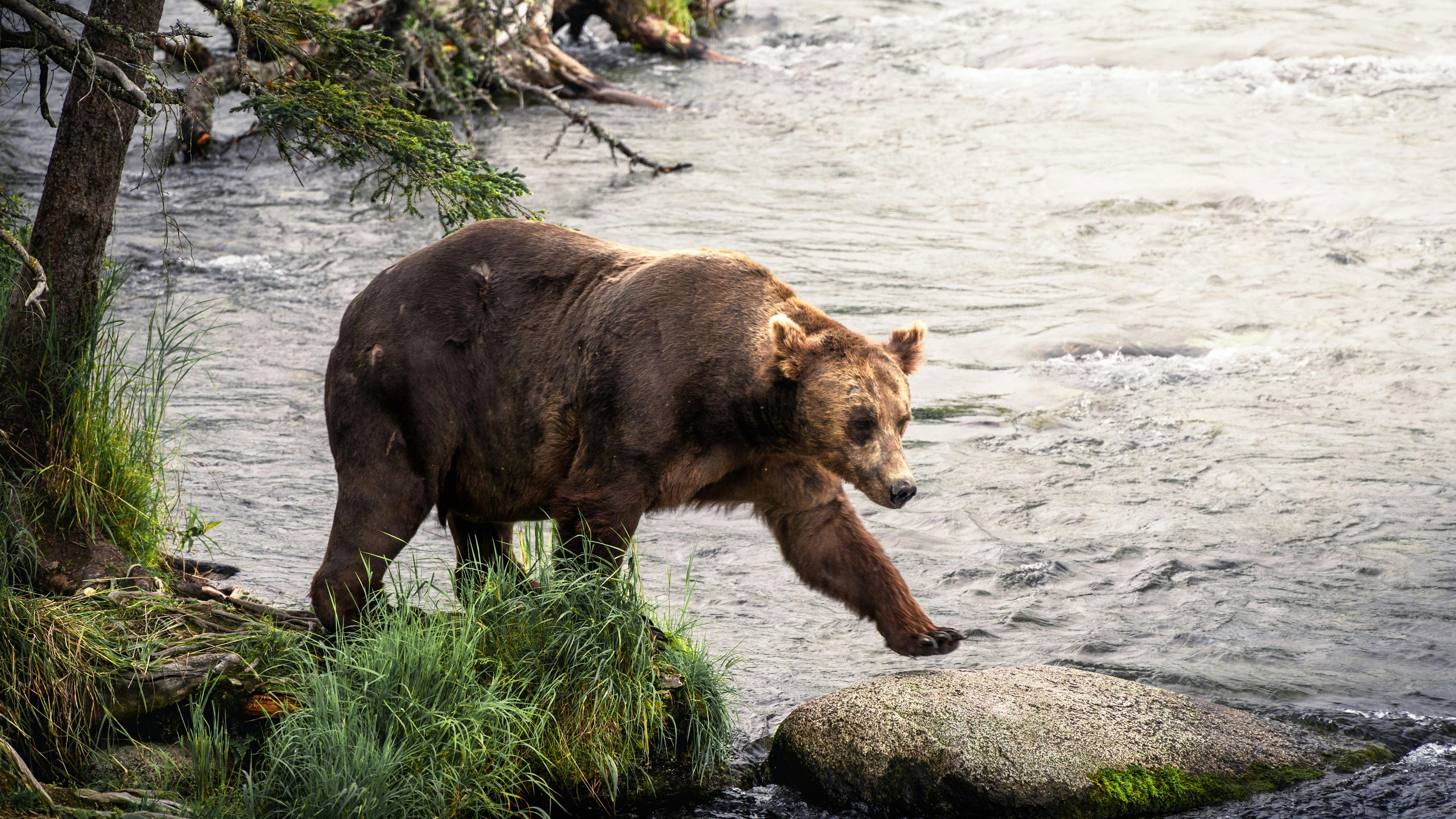 Idaho Hiker Injured in Bear Encounter in Fremont County: Safety Alerts and Precautions