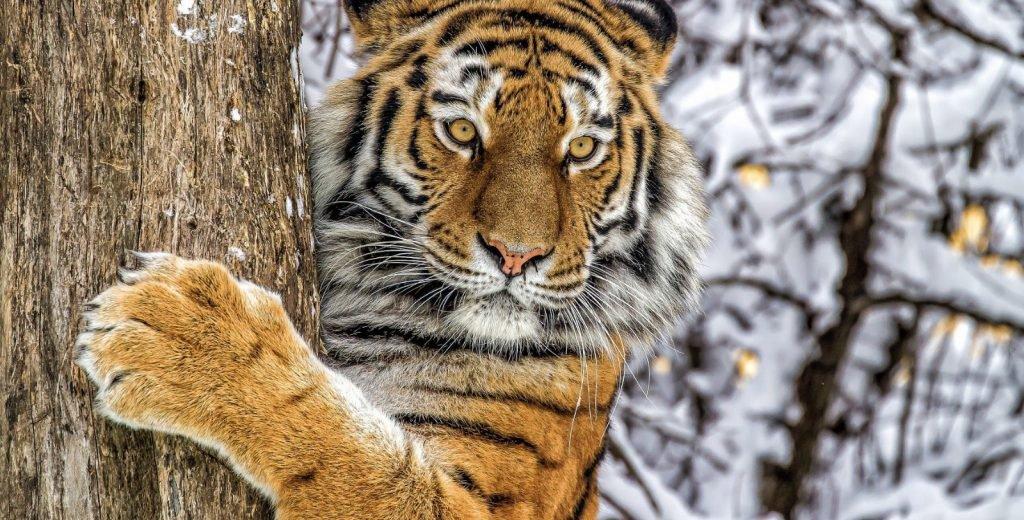 WWF представила данные о численности редких животных в России