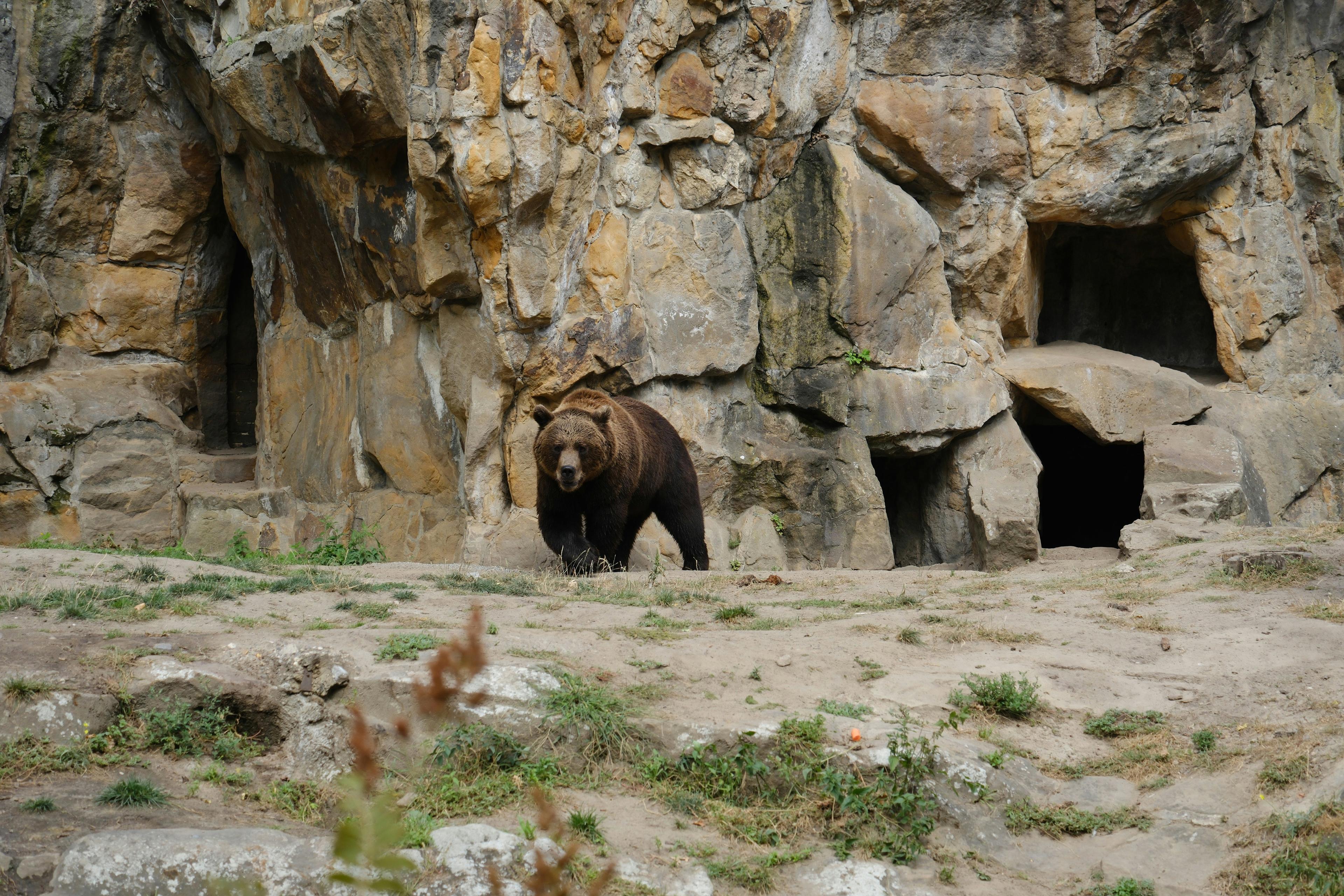 Florida Bear Hunt 2025: Over 163,000 Applications Filed for Just 172 Tags