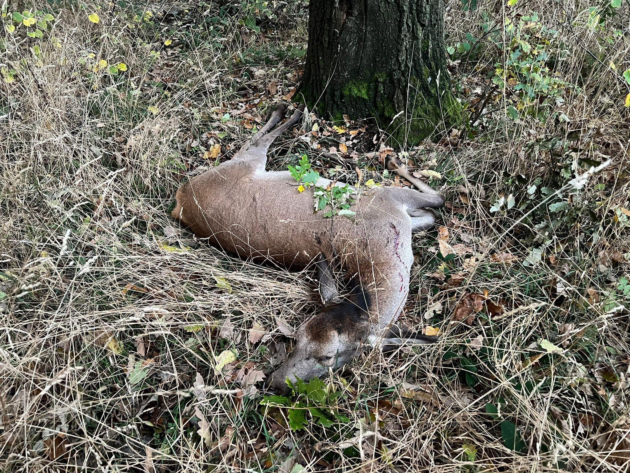 🇭🇺🐗🦌🌿