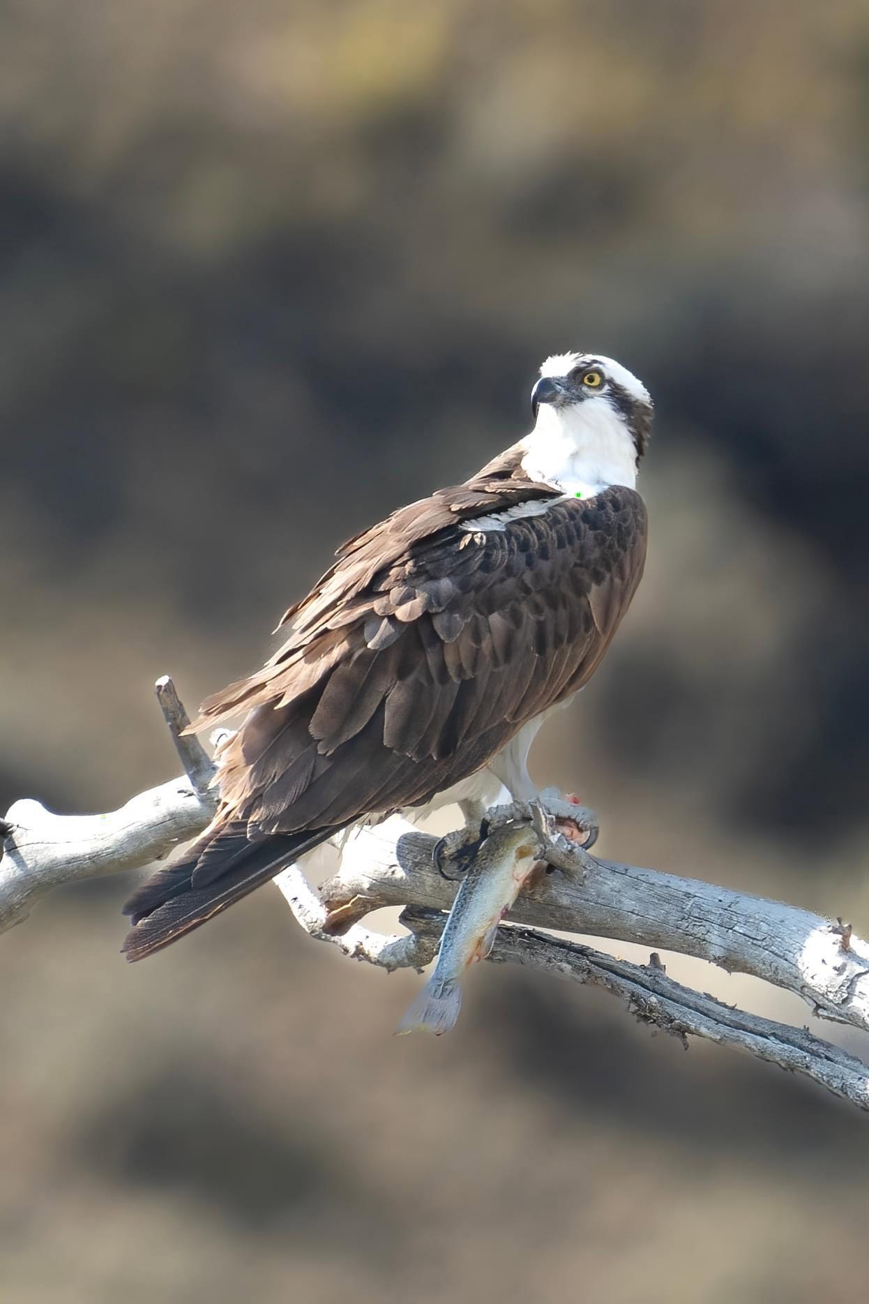 Hundreds of species of #mammals, #birds, #fish, #reptiles, and #amphibians have been documented, including several that are either endangered or threatened.