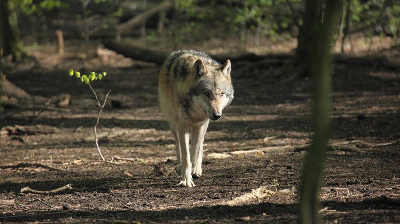 Wolves likely responsible for livestock predation in Colorado