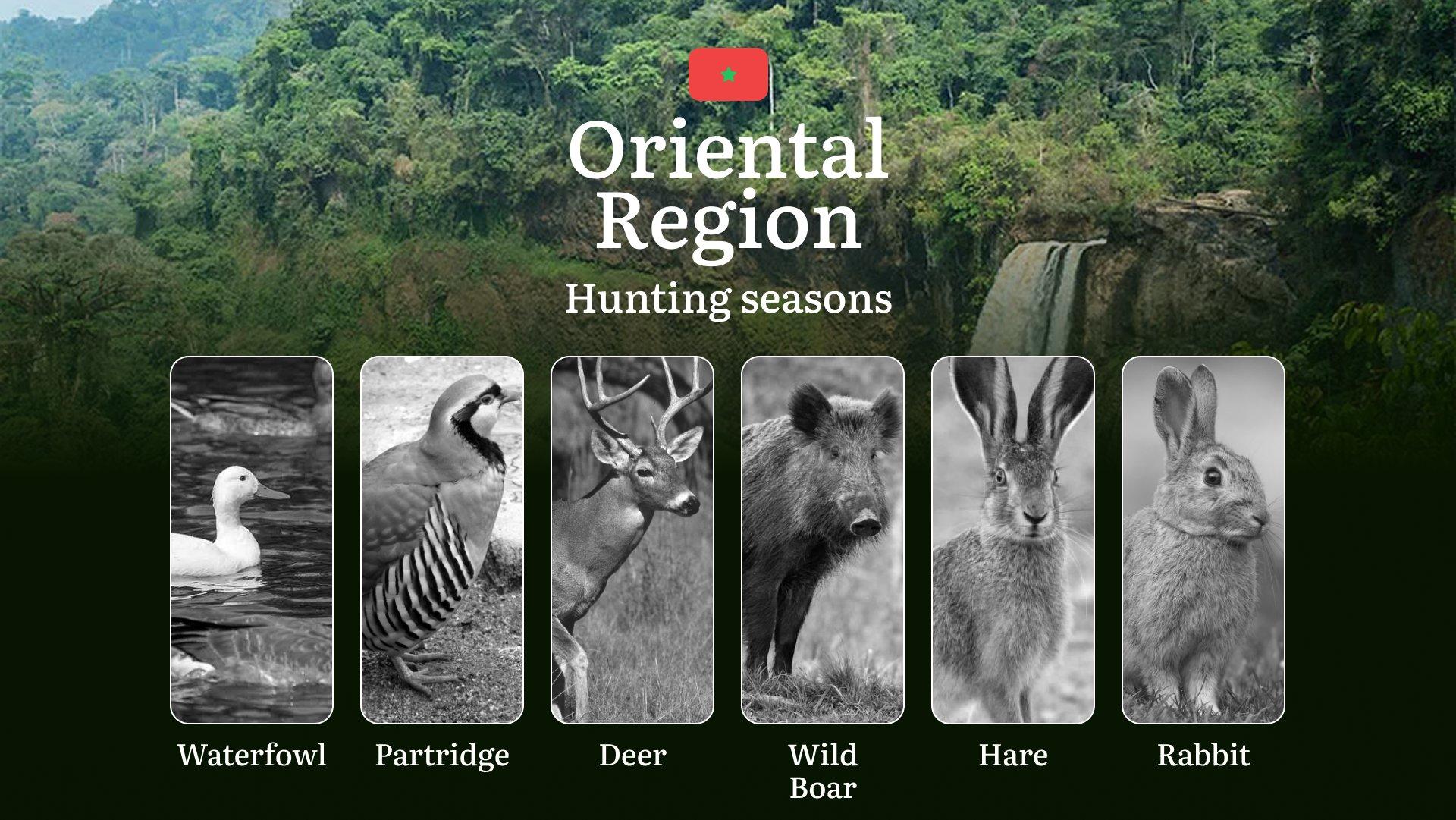 Hunting Seasons in Oriental Region: Restrictions, Bans, and Protected Species, Choosing Timing, Gear, and Tactics 
