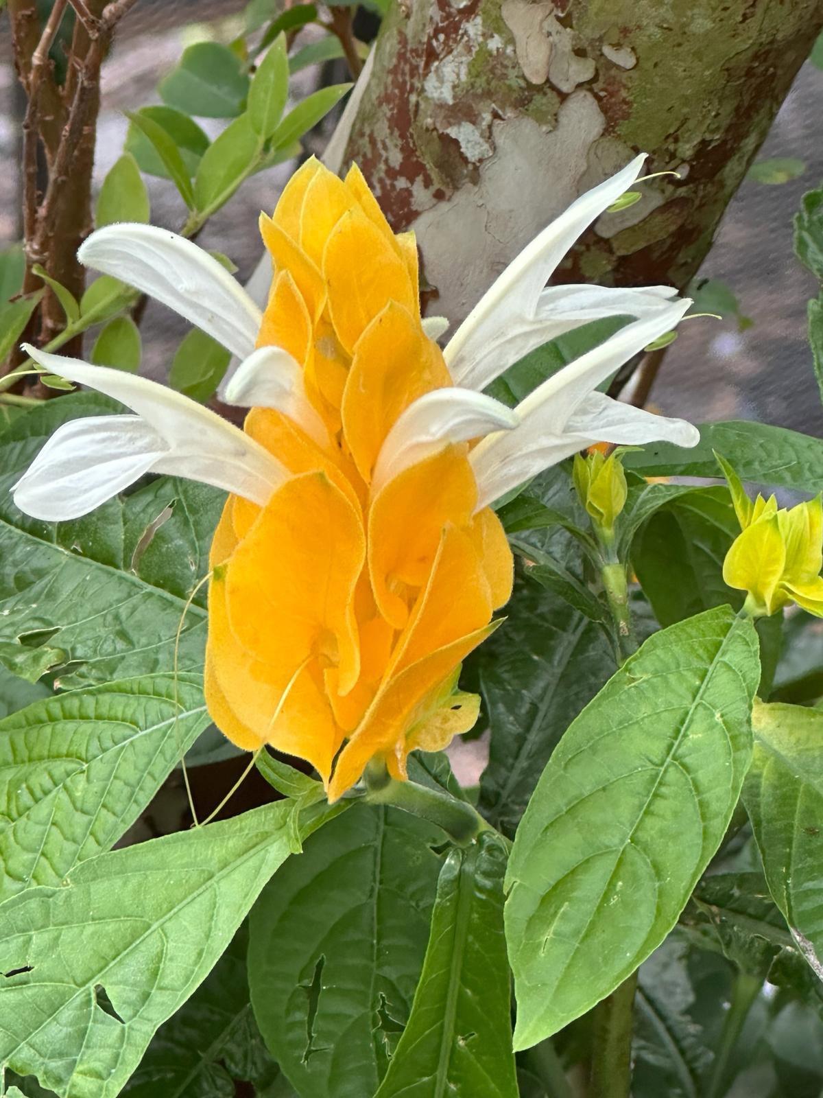 What an exotic flowers 😯