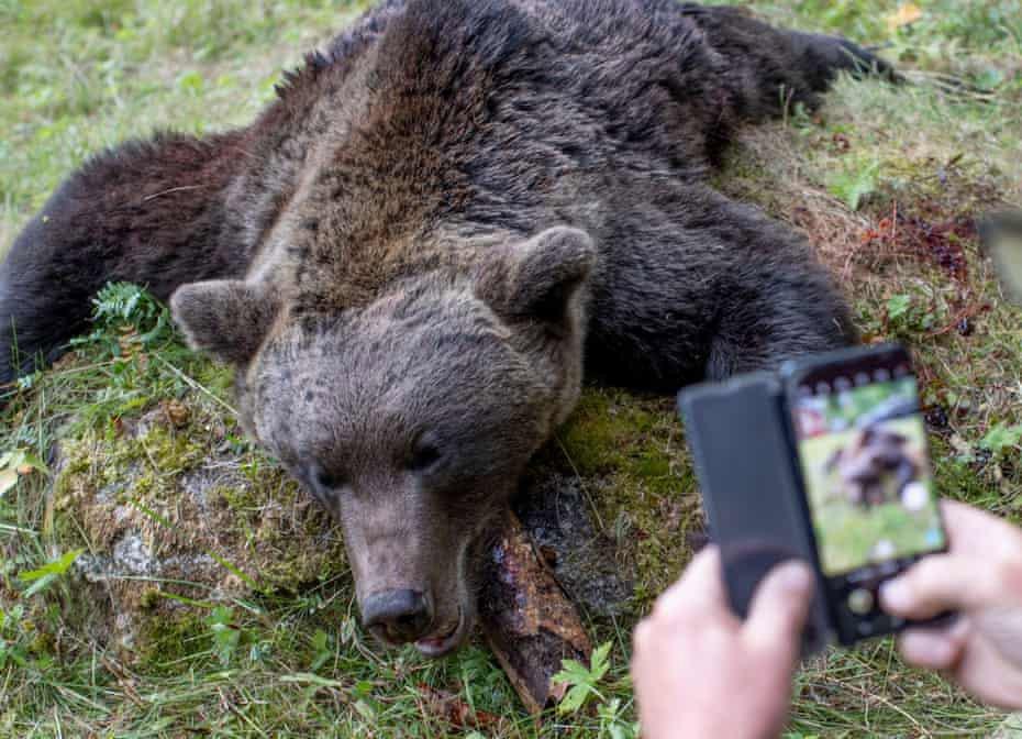 Swedish hunters kill more than 150 brown bears in first days of annual cull