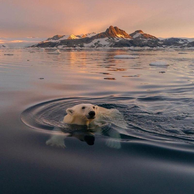 Swimming around the kingdom 🤍🧊👑🐻‍❄️❄️🌅