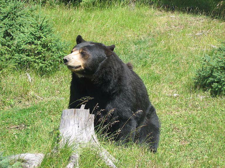 Washington’s spring black bear hunt won’t happen in 2022