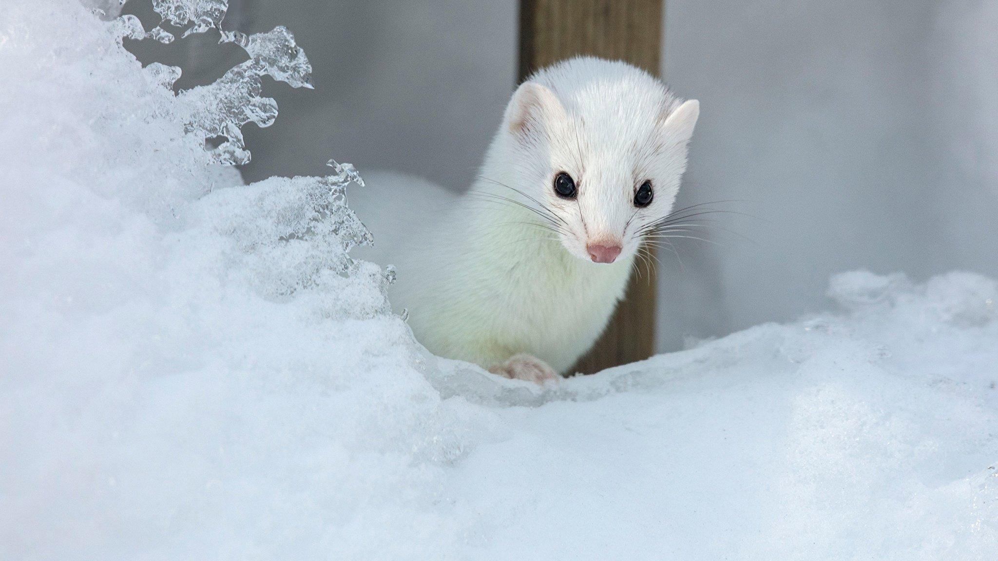 The first American minks were caught in Jaama Village and in Permisküla in 1986.