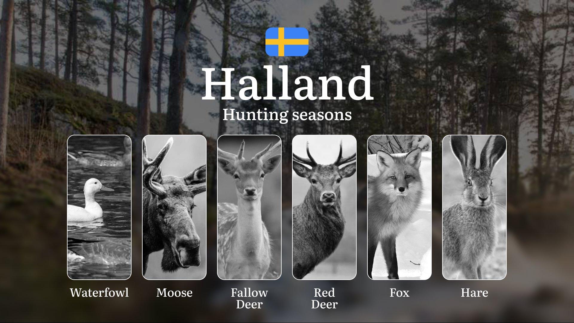 Hunting Periods in HALLAND: When and What You Can Hunt, Seasonal Game Patterns, and Everything You Need to Know to Obtain a Valid Hunting License in the Region