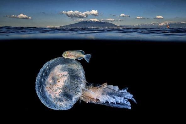The Big Picture 2024 Photo Contest Finalists and Winners