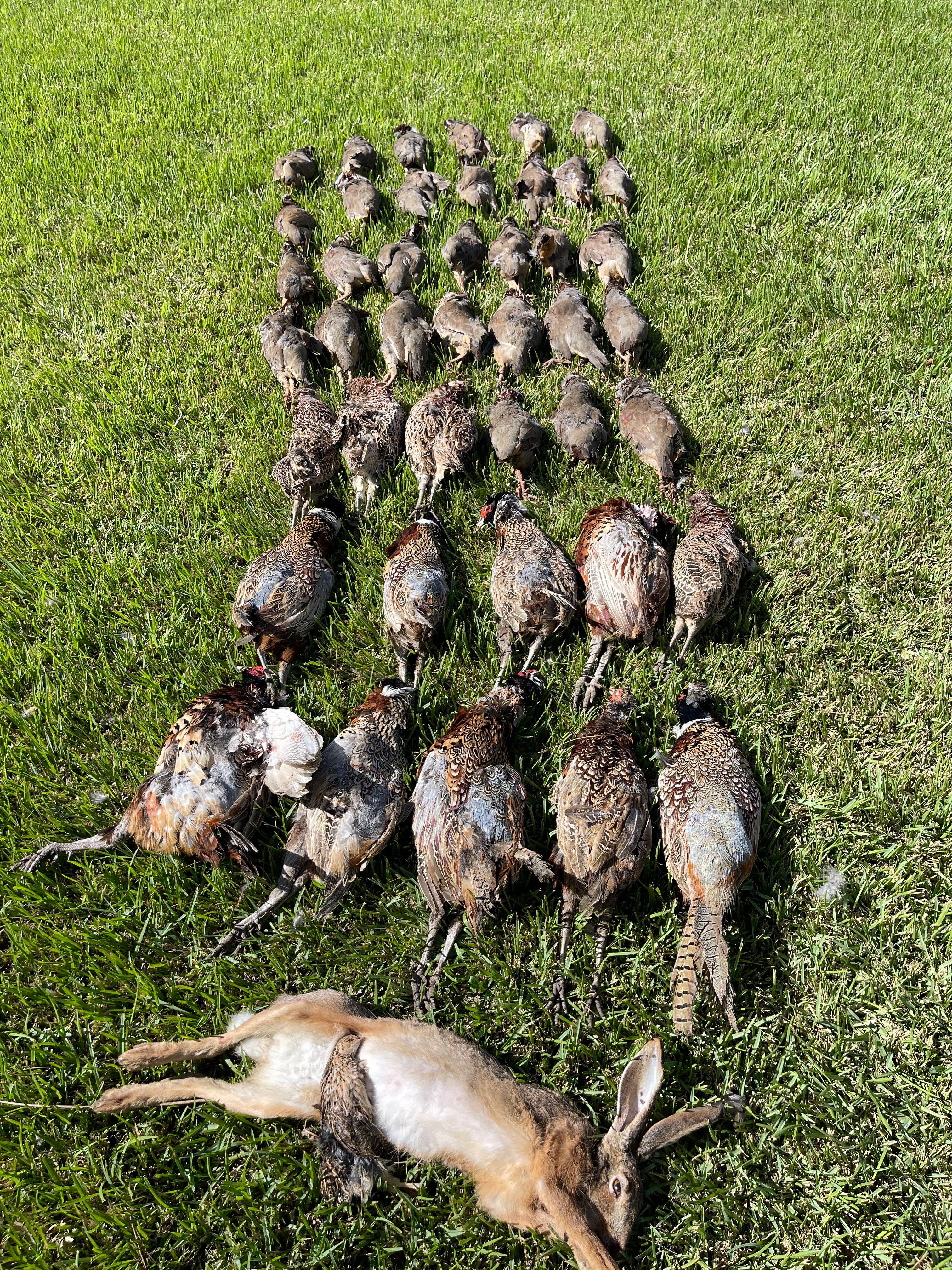 Small Game Hunting in Morocco 2025: Rabbits, Partridges, Quail — Season, Regions, Gear & Costs