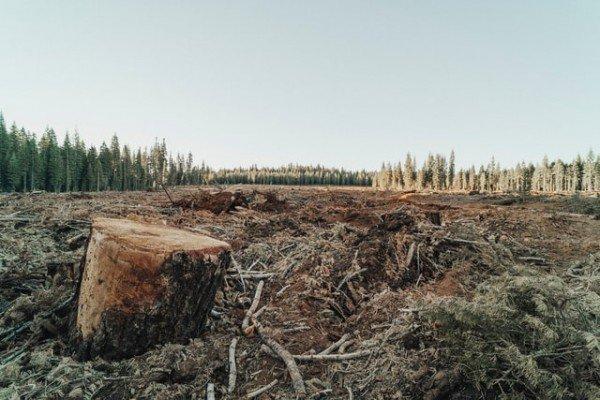 Unsustainable Logging, Fishing, Hunting Are the Main Factors of Extinction Crisis