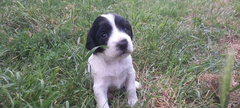 Voici riha et c'est 5 petit bébé  😍😍