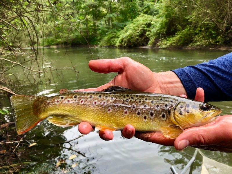 Brown trout
