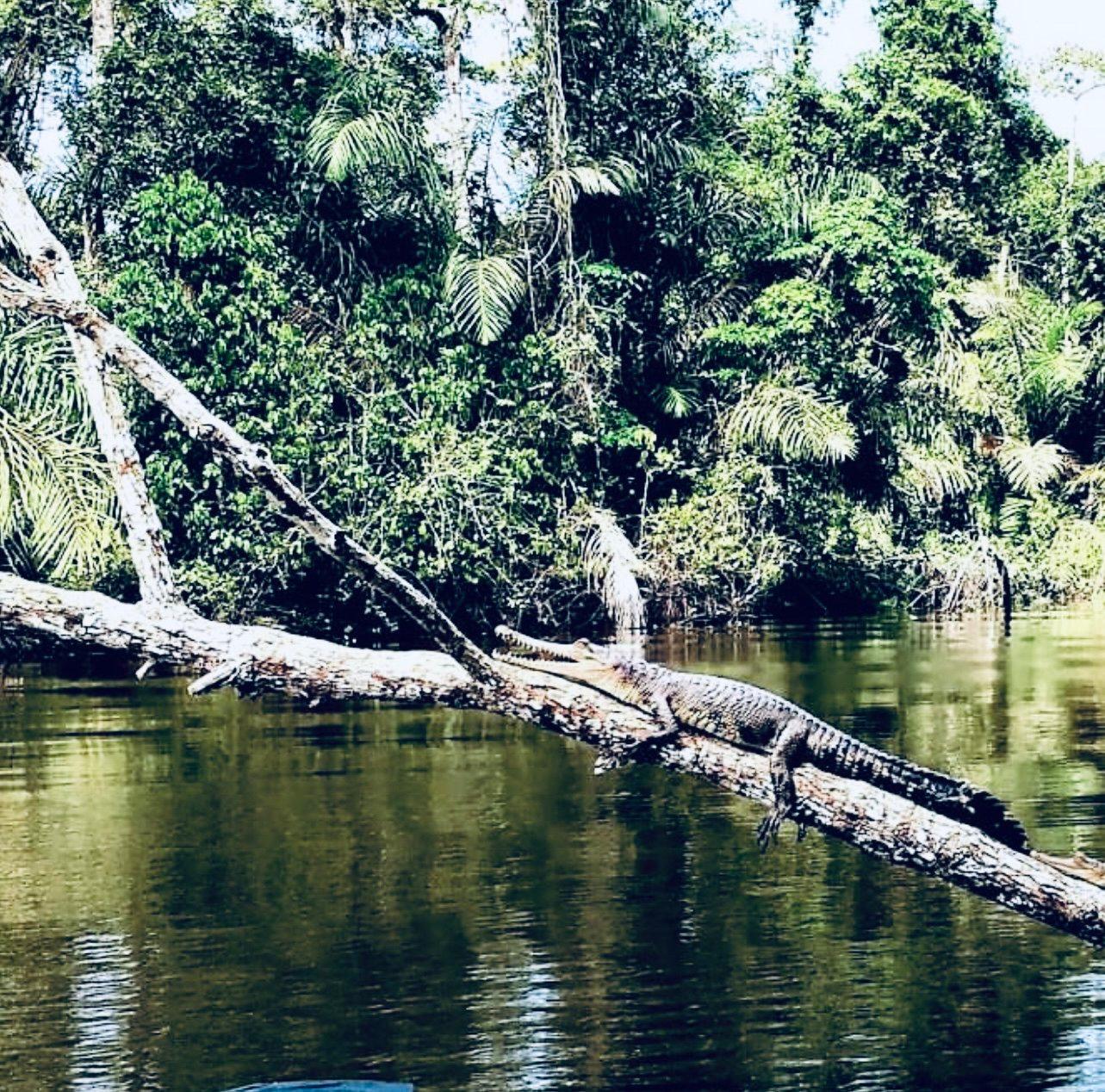 Gabon Forest Hunting: The Ultimate Guide to a Hunter's Paradise