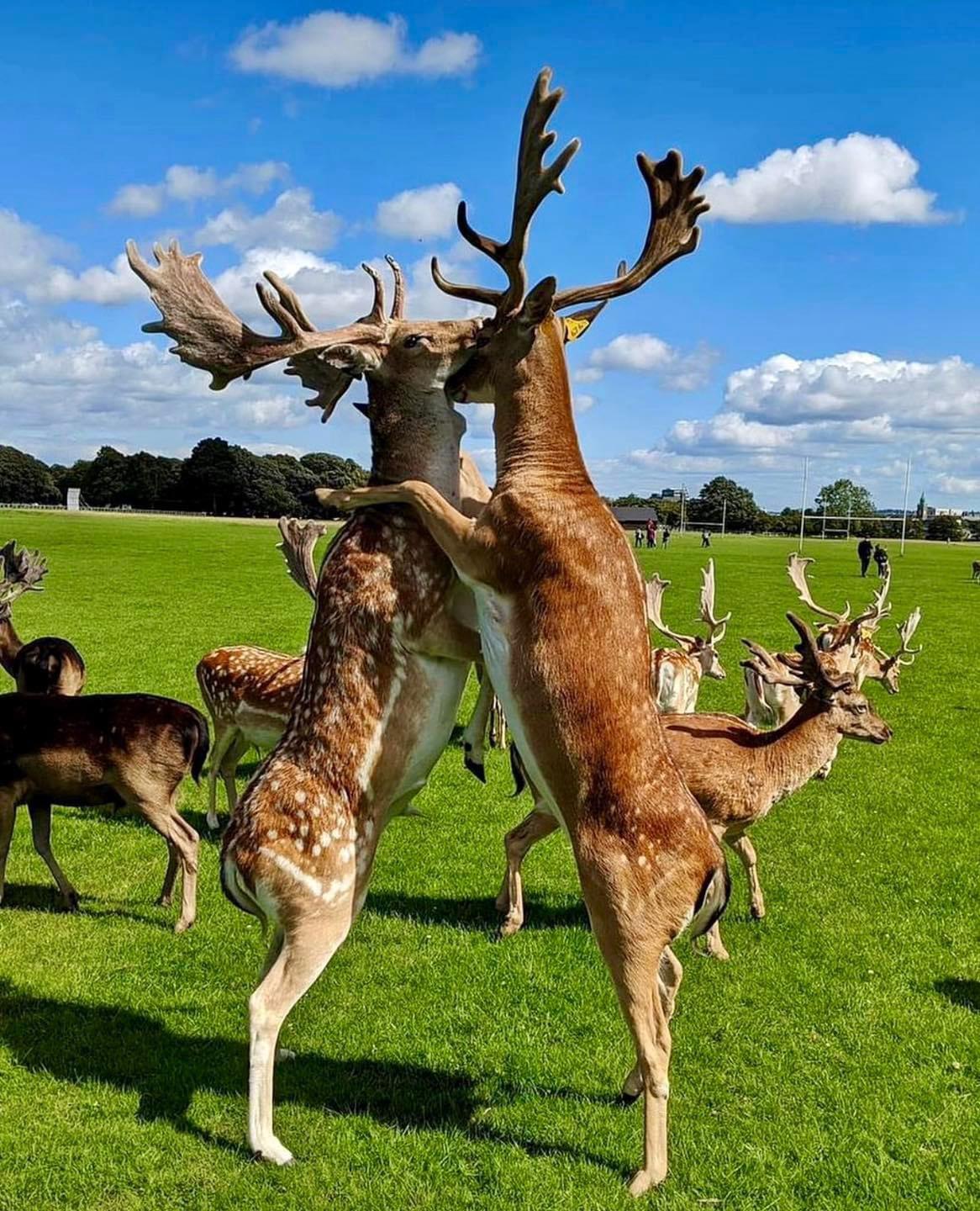 Dancing deer.