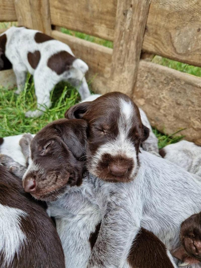 Chiots Drathaar LOF à réserver 