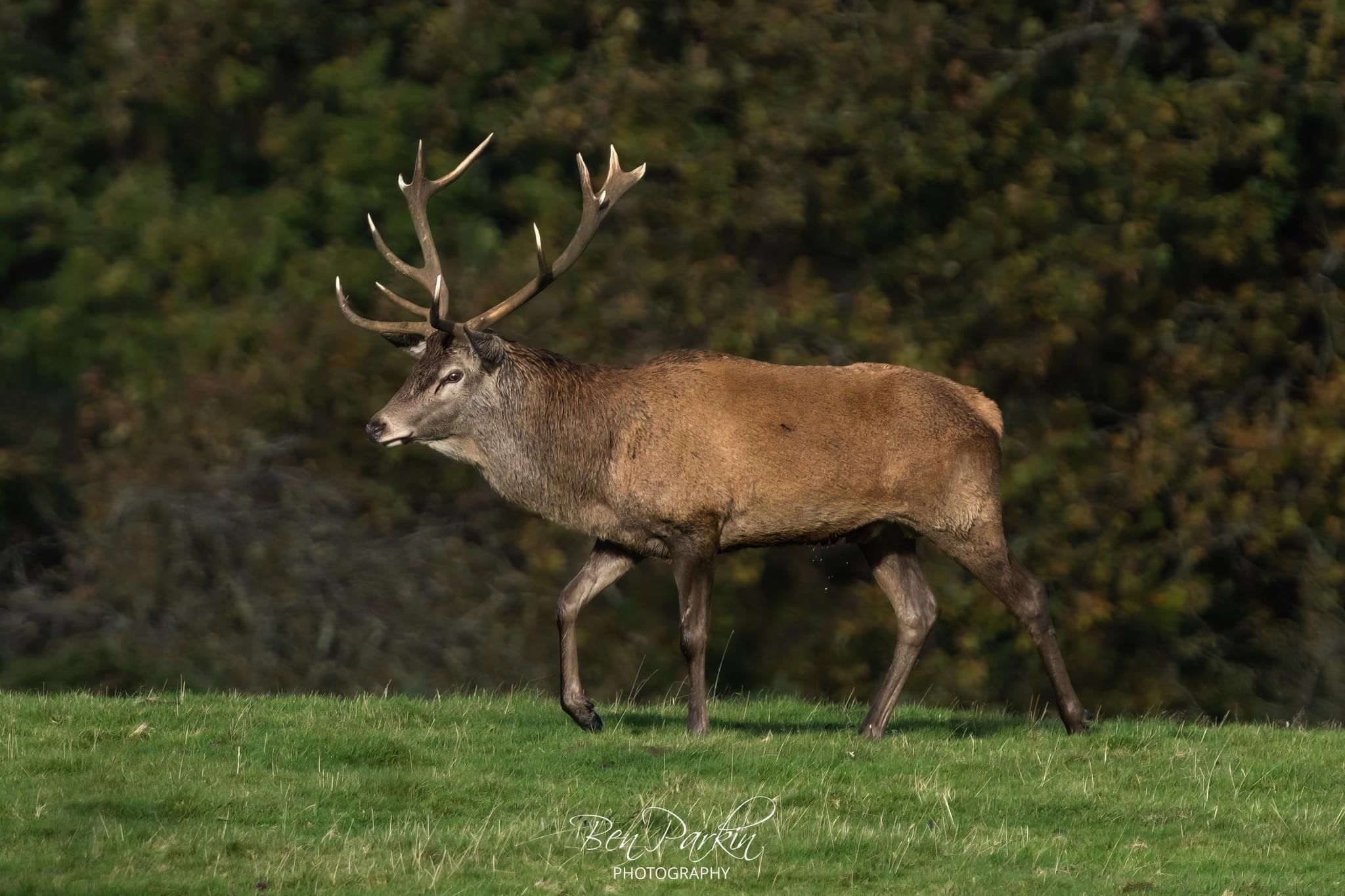 Stags, Ponies, Raptors – what an amazing day we’ve had!