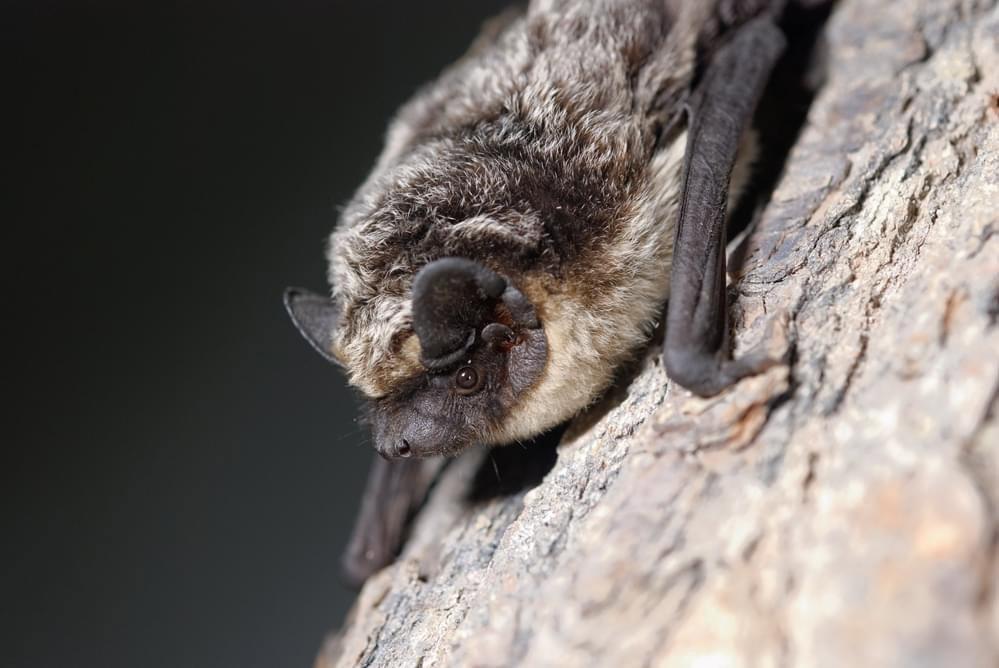 🦇🦟🌿👩‍🎓🧑‍🎓Szukamy doktoranta/doktorantki do projektu „Krajobraz pulsujących, masowych pojawów owadów i ich drapieżników” realizowanego przez IBS PAN i finansowanego przez Narodowe Centrum Nauki.