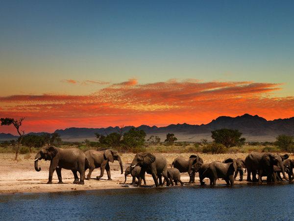 Zimbabwe has begun moving more than 2,500 wild animals from a southern reserve to one in the country's north to rescue them from drought, as the ravages of climate change replace poaching as the biggest threat to wildlife.
