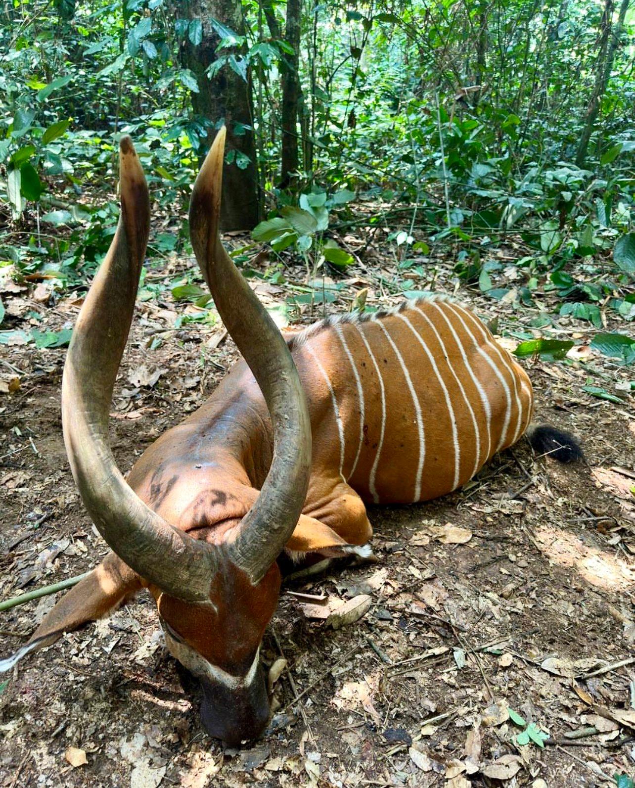 Bongo Hunting in Africa: Methods, Locations, Season, Costs.