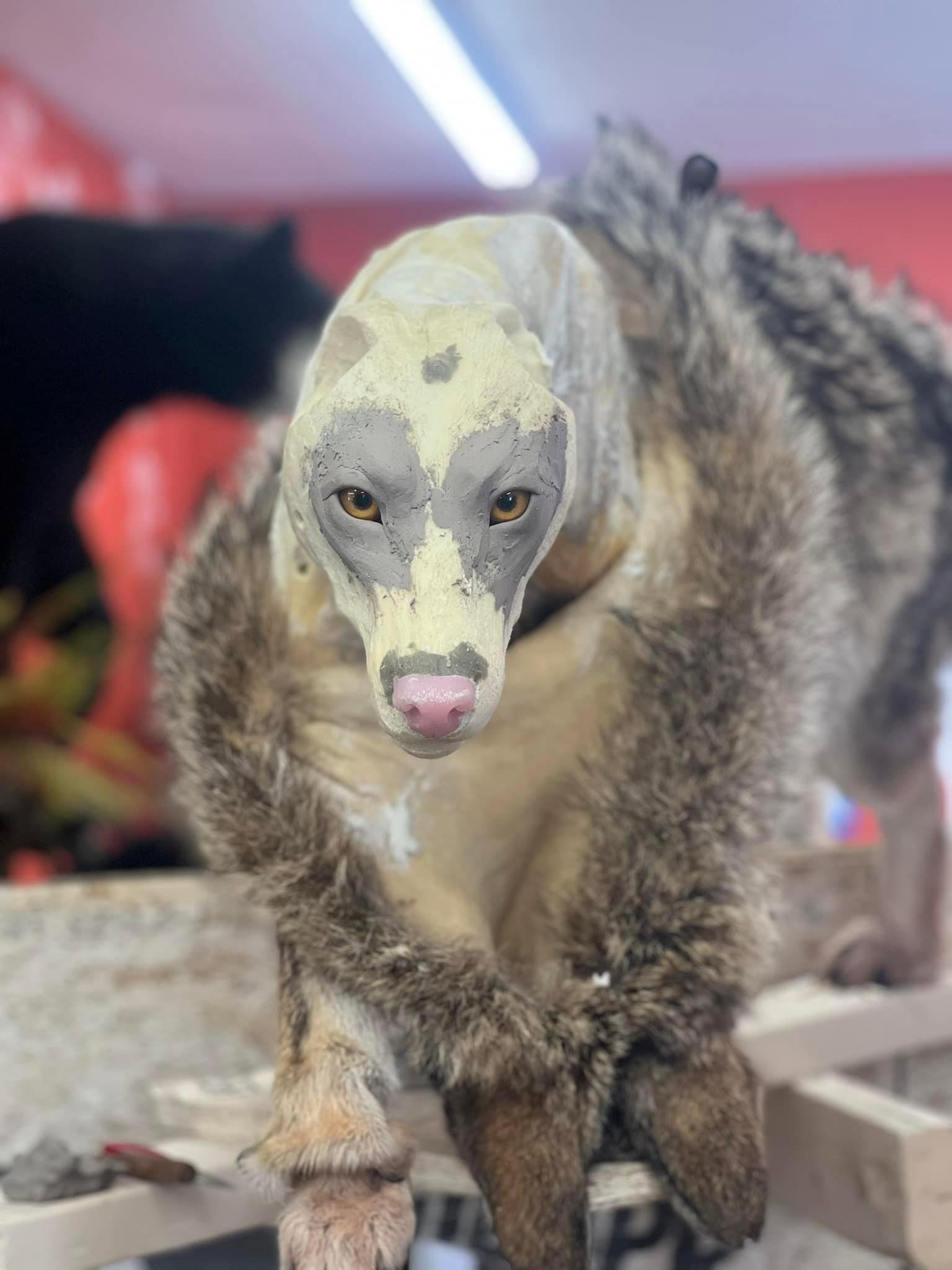 Client shot an over a 50 lb coyote so i wanted to try and sculpt a head for it.