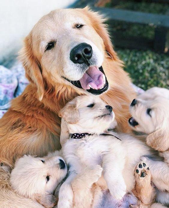 Golden Retriever, eller Golden Retriever, er en race af jagthunde udviklet i Storbritannien i det 19.