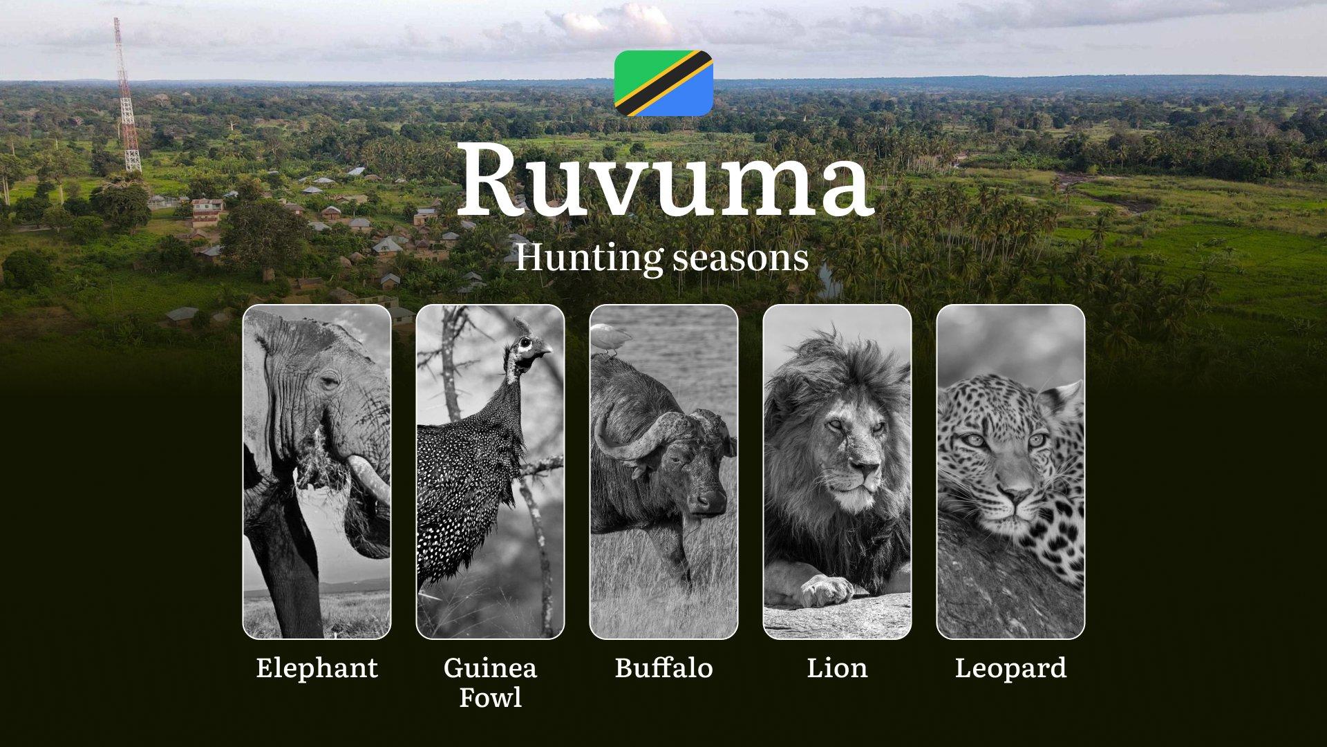 Hunting Date Ranges in Ruvuma: Species Available Throughout the Year, Seasonal Game Patterns, and Steps to Acquire an Official Hunting License