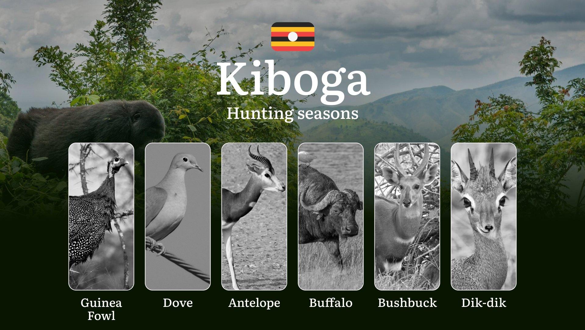 Permitted Hunting Intervals in Kiboga: Year-Round Huntable Wildlife, Seasonal Migration of Game, and the Process for Securing a Legal Hunting Permit