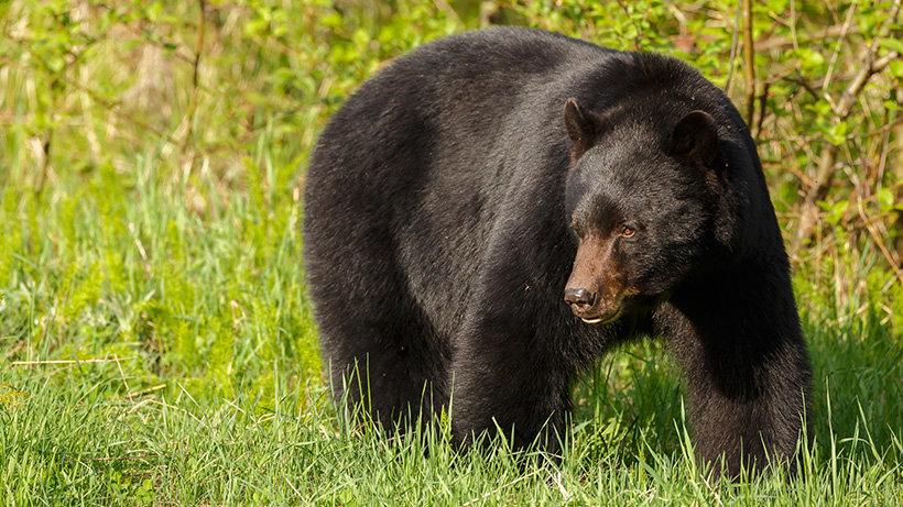 New Jersey to reinstate black bear season