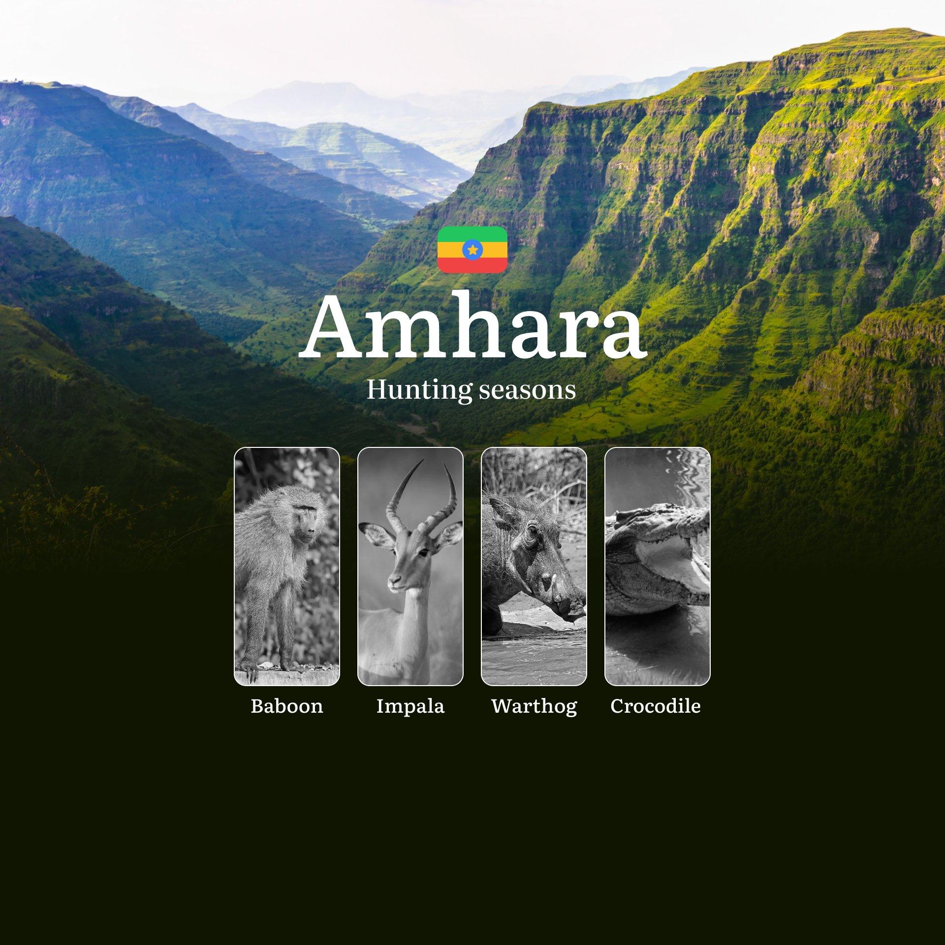 Seasons of Hunting in Ethiopia’s AMHARA Region: Hunting Periods, Licenses, Rules and Hunting Permits
