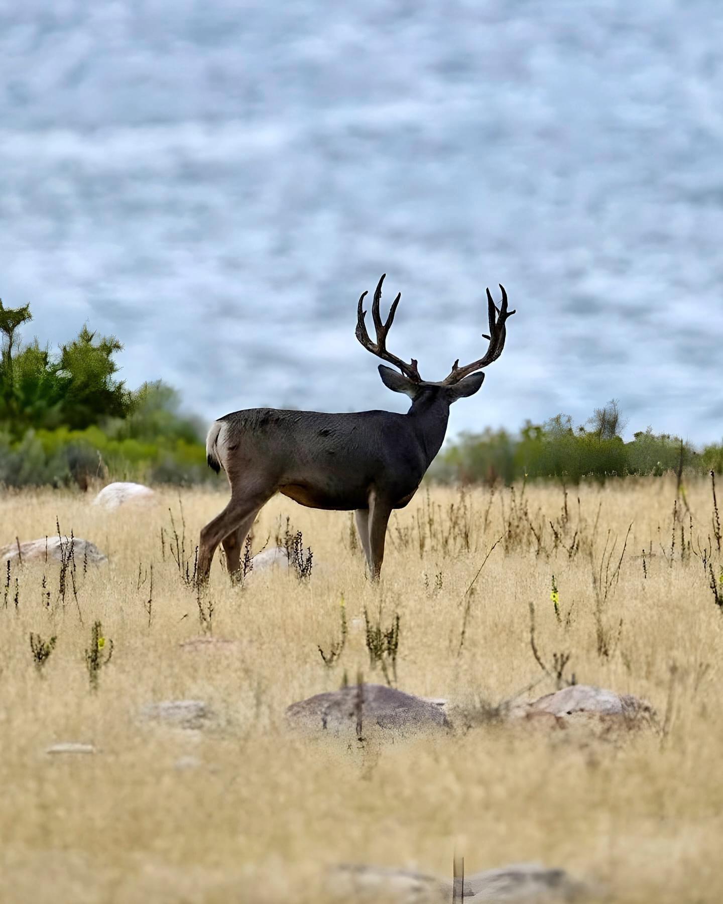 Such a thrill to catch this buck with the lake in the background 🦌🙏💫.