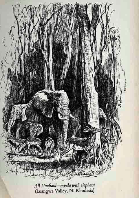 Elephants in Africa by Frank Melland.