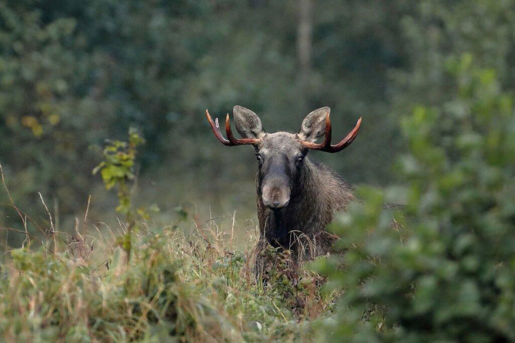 Põder (Alces alces) on hirvlaste sugukonda põdra perekonda kuuluv imetaja.