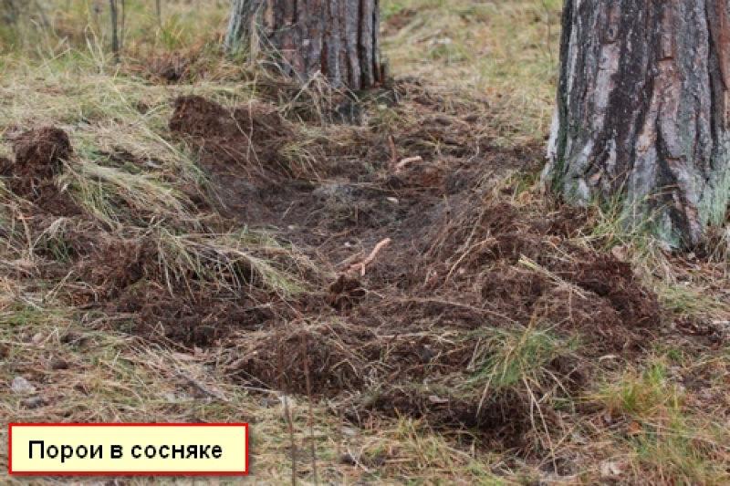 Следы жизнедеятельности кабана