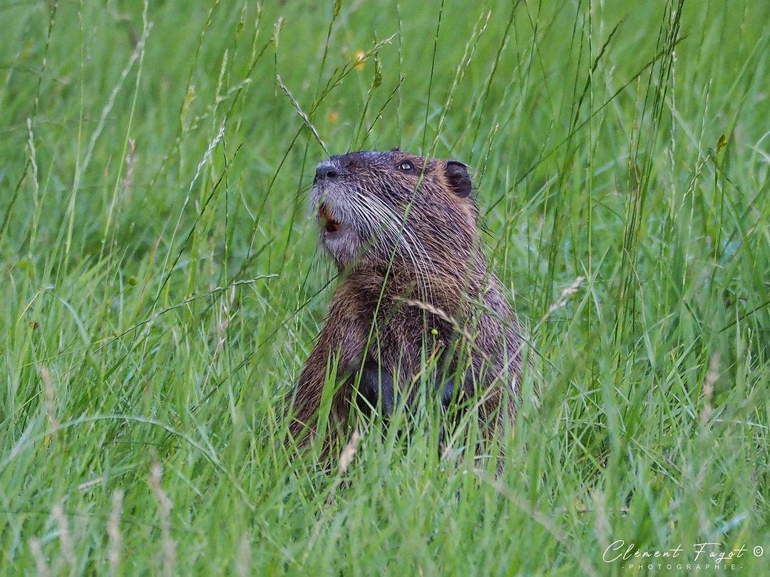 Una marmota en el Avesnois hola hola!!!
