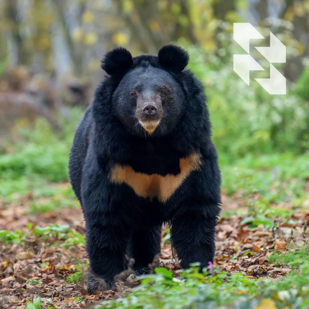 Himalajski bijeli medvjed prvi je na ljestvici najljepših medvjeda na svijetu!