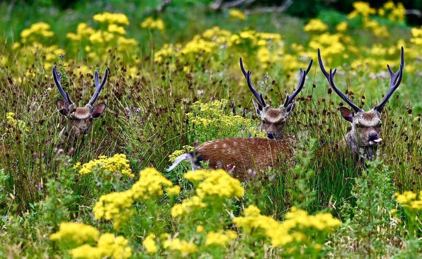 Cheeky stag.