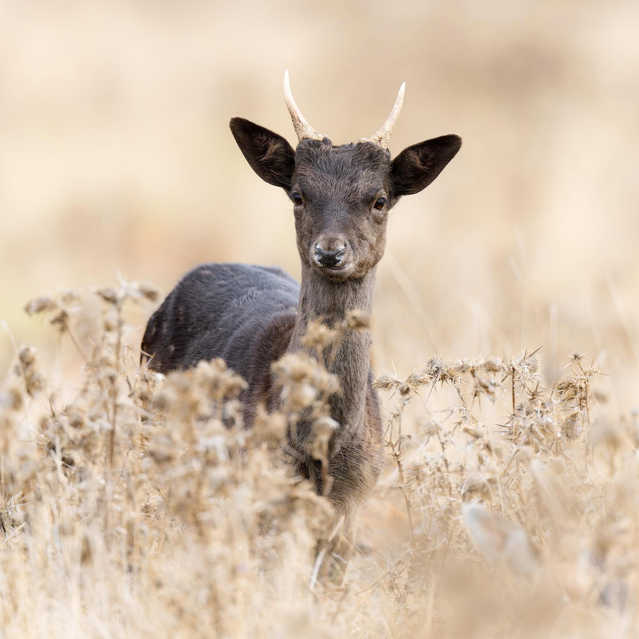 A Brilliant Day Capturing Stags in the Wild