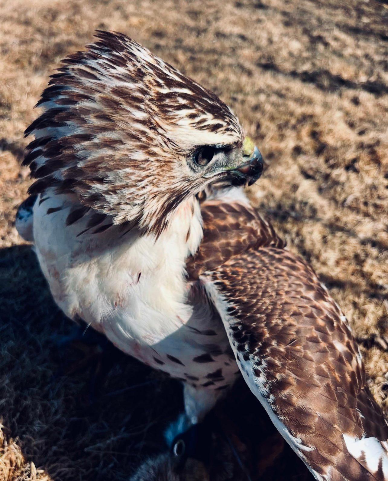 Falconry License: Legal Requirements, History, and Facts Every Hunter Should Know.