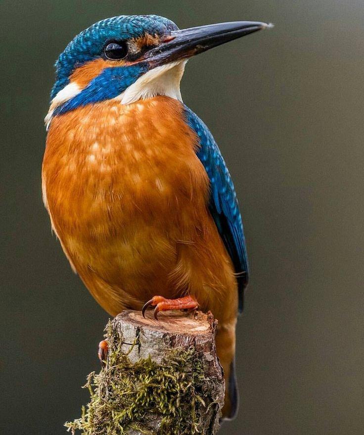Kingfishers or Alcedinidae are a family of small to medium-sized, brightly colored birds in the order Coraciiformes.
