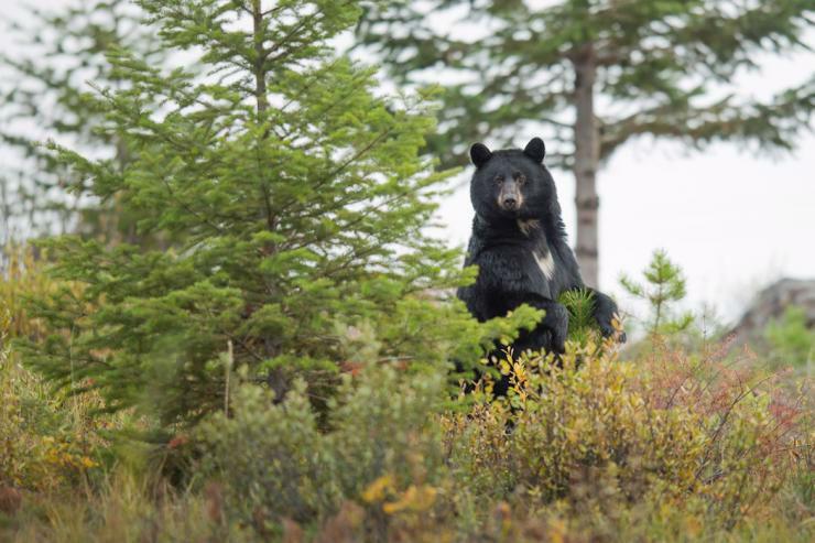How to Stalk a Black Bear