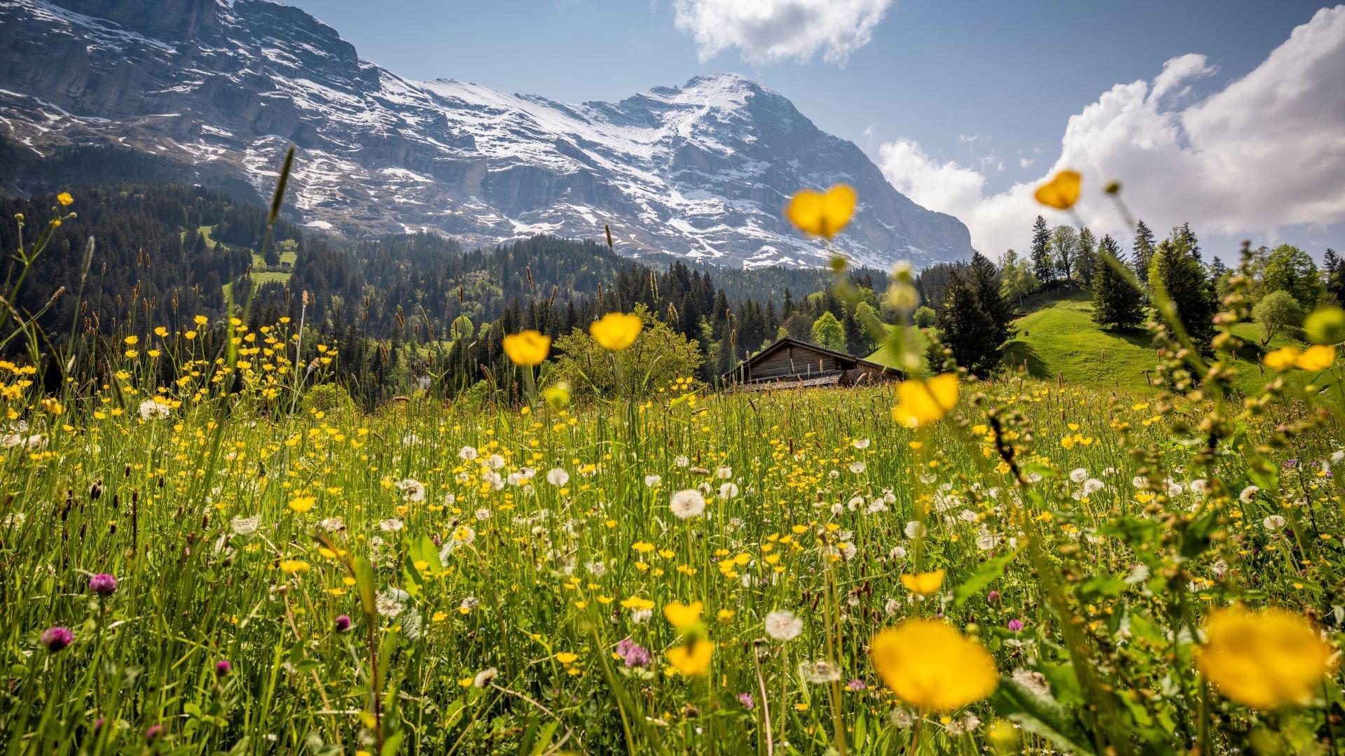 Jagd im Sarine (Kanton Freiburg), Schweiz: Besonderheiten, Bewohnerschaft, Jagdansätze, Wildleben, Jagdperioden, Vereinswesen und Traditionen