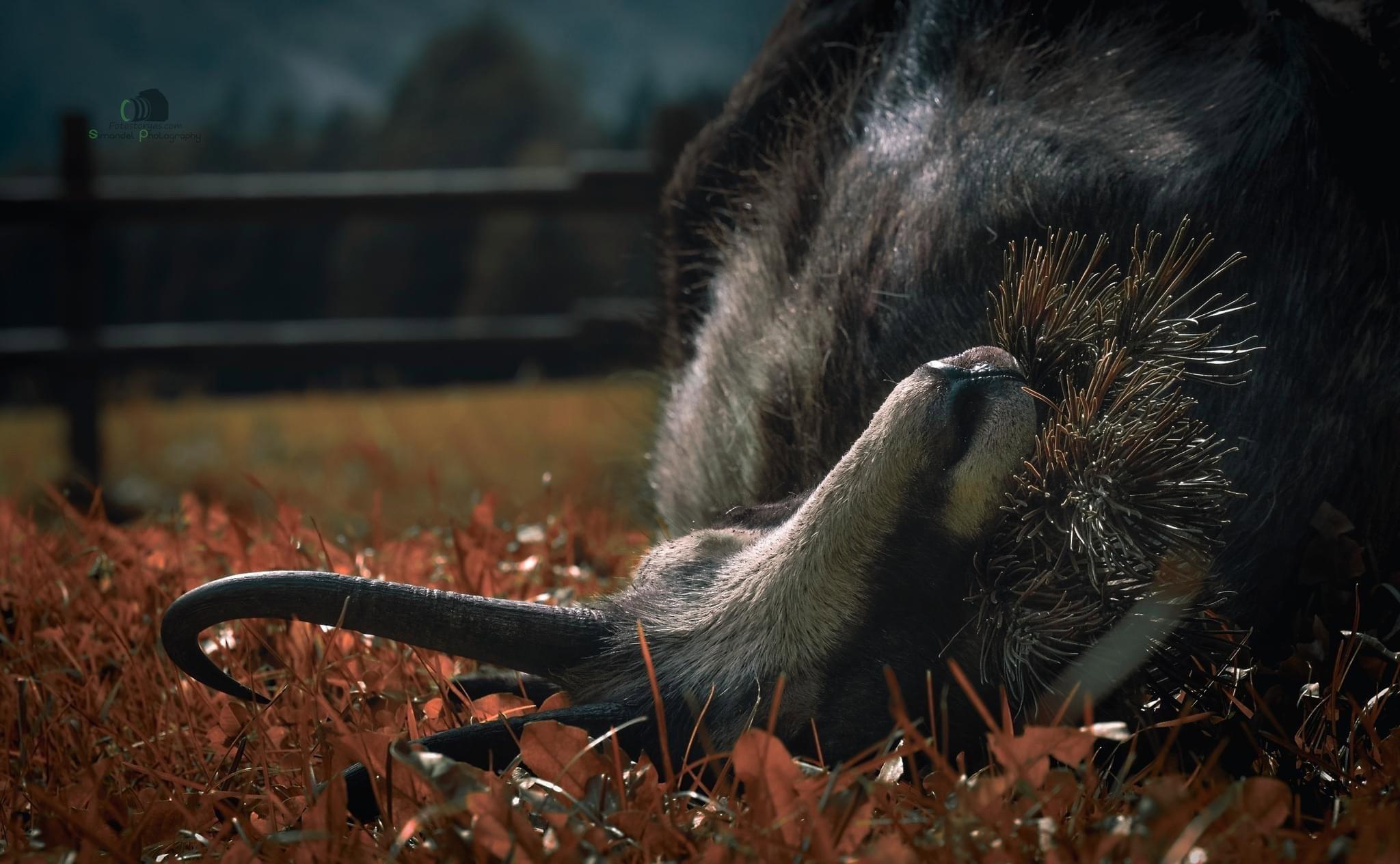 Slovenian Hunting Expedition to the Heights