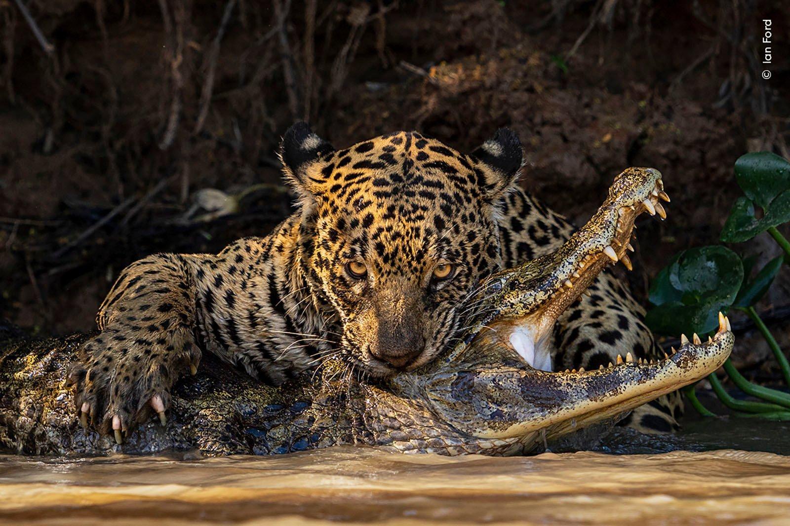 La 60ème finale du concours annuel Wildlife Photographer of the Year, l'un des plus importants au monde, n'aura lieu qu'en octobre - mais pour ne pas l'oublier, les organisateurs du concours ont jusqu'à présent publié plusieurs photographies qui ont atteint les finales