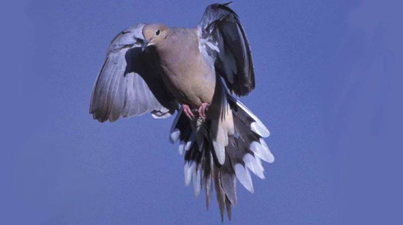 Dove Hunting 101: From Cornfield to Kitchen