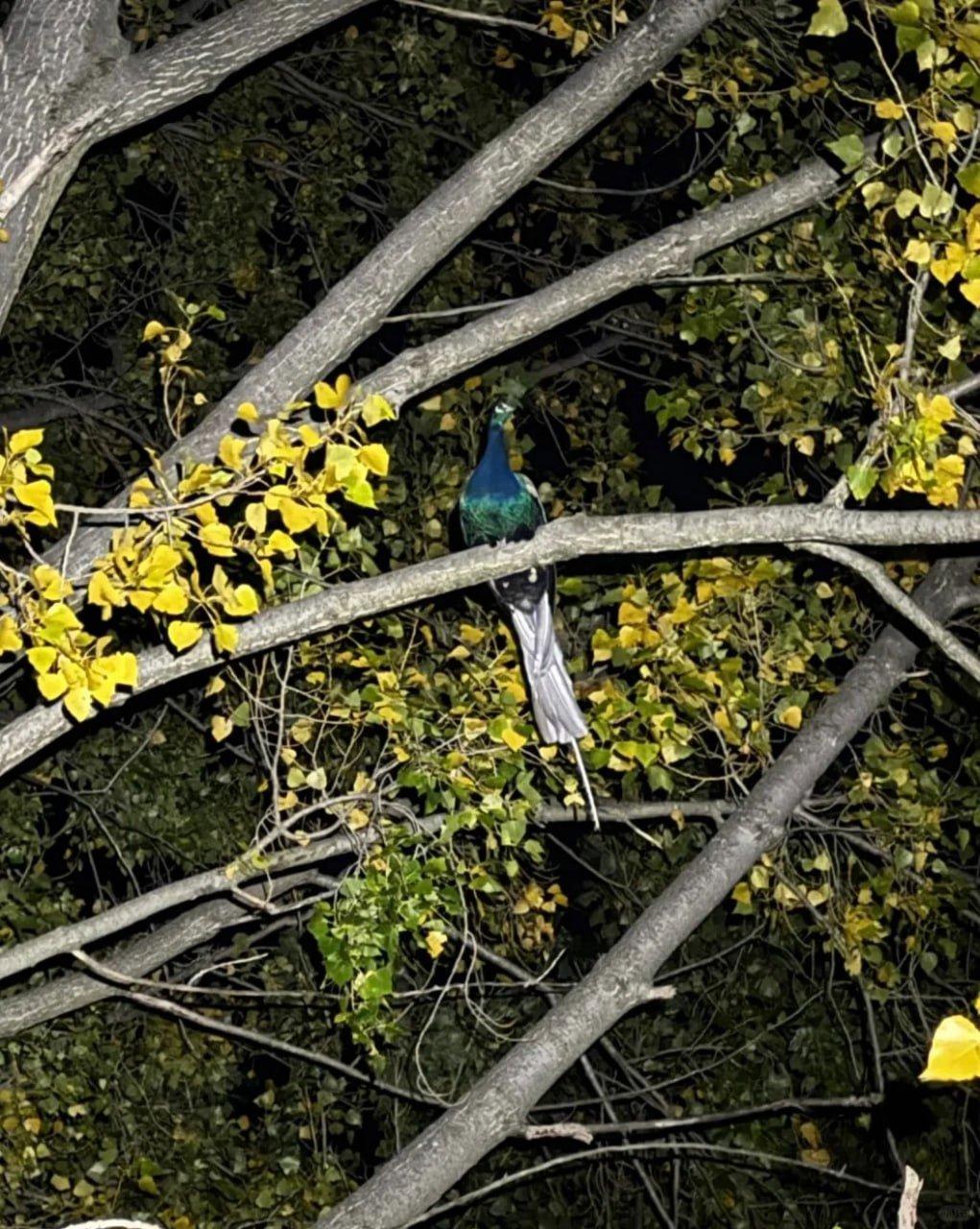 Acadia blue peacock