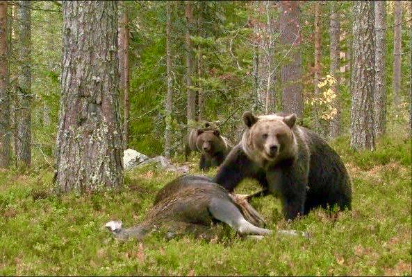 クマは、動物の権利活動家が想像しようとしているほどかわいくないことが判明しました。 研究者によって得られた数字は恐ろしいです。 クマは雑食性です。 彼の食事のほとんどは植物ベースの食べ物です。 しかし、内反足も肉を拒否しません。 多くの場合、ヒグマは他の食べ物が不足している春に鹿やムースを攻撃します。 民間の狩猟農場のハンターや所有者は、クマがタイガの狩猟資源に大きな損害を与えると主張しています。 