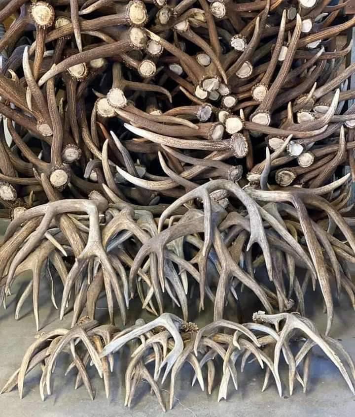Antlers are extensions of an animal's skull found in members of the Cervidae (deer) family.