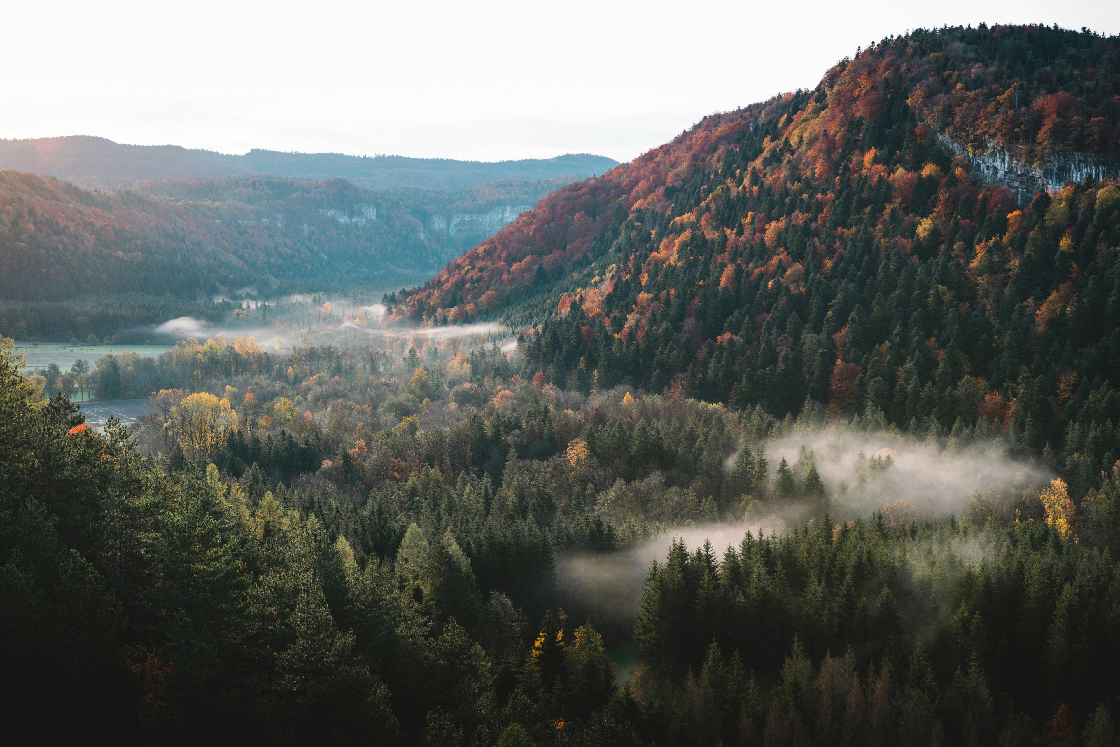 Découvrez la Chasse dans le JURA: Faune typique, clubs actifs, réglementation locale et terrains de chasse emblématiques